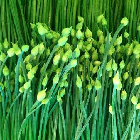 Mùa thu - Thời điểm lý tưởng để thưởng thức món ăn bổ dưỡng từ bông hẹ - 1