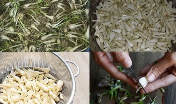 Sơ chế củ kiệu