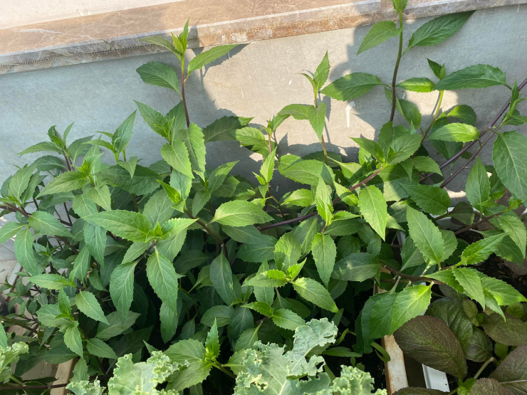 Rau bầu đất nay được nhân giống và trồng khắp từ Nam ra Bắc. Ảnh: Vườn SG