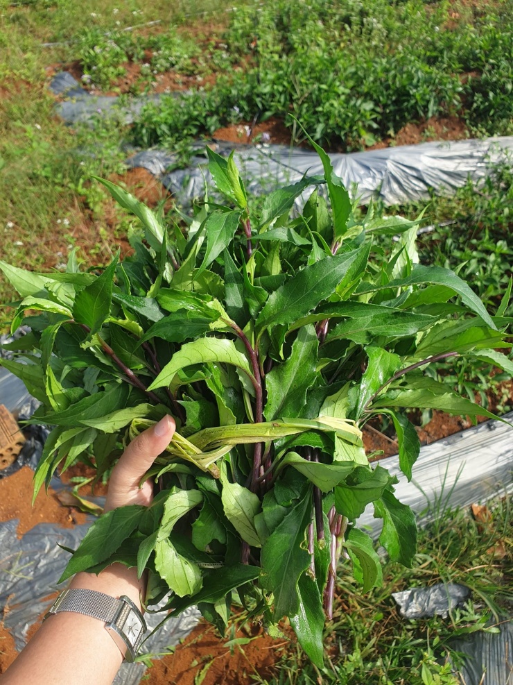 Rau bầu đất tím. Ảnh: NaLa's Food