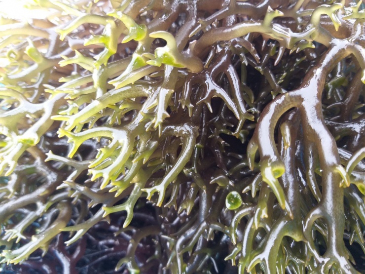 Rong sụn biển có nhiều nhánh, thông thường có màu xanh hoặc vàng nâu