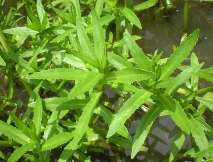 Rau là sống thủy sinh dễ là nơi 'tổ ký sinh trùng' ẩn nấu nên cần cẩn trọng khi chế biến. Ảnh minh họa.