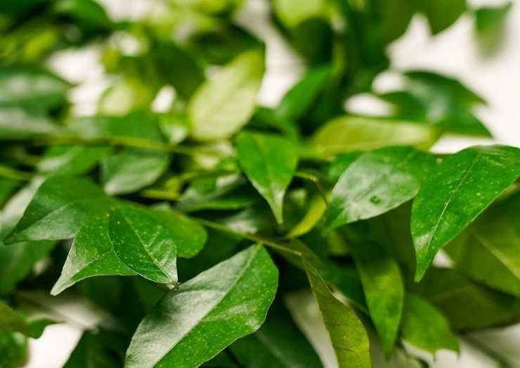 Lá mắc mật không chỉ thơm ngon mà còn cực tốt cho sức khỏe. Ảnh: Elmarspices