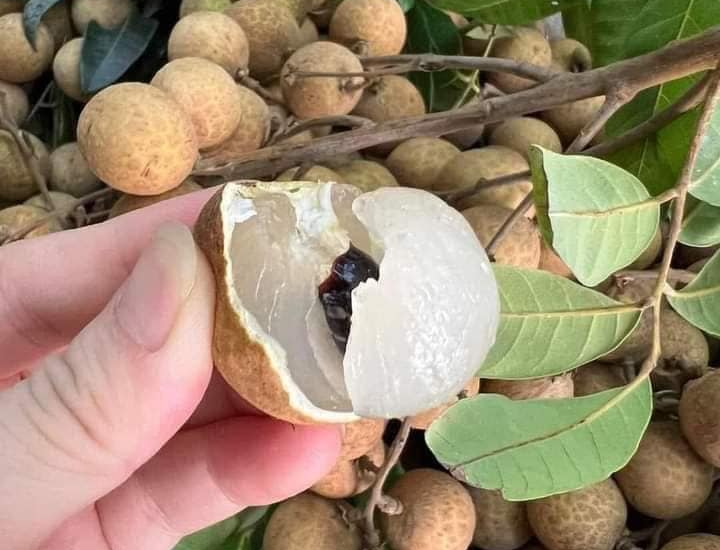 Mùa nhãn: Quả ngon bổ rẻ giúp ngủ ngon và bồi bổ sức khỏe - 1