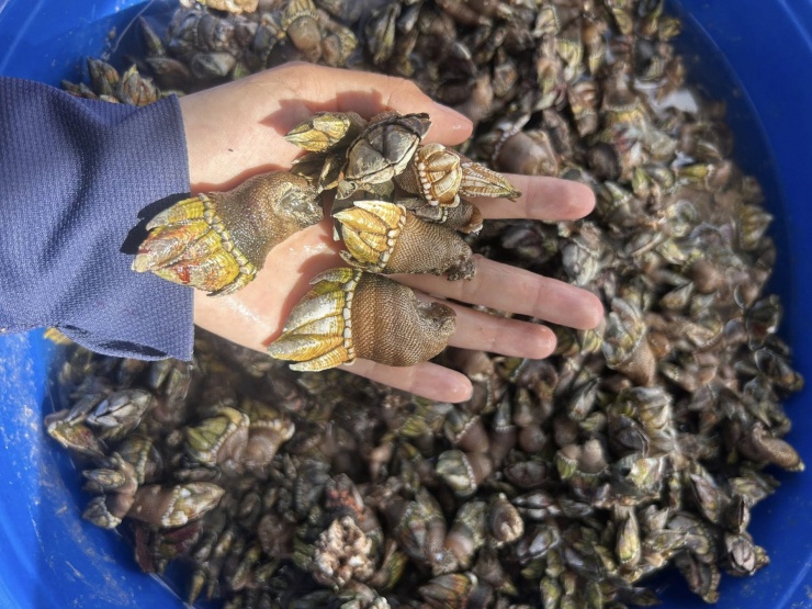 Ốc móng tay quỷ có vẻ ngoài kỳ dị. Ảnh: Lê Hoàng Quang Nguyên