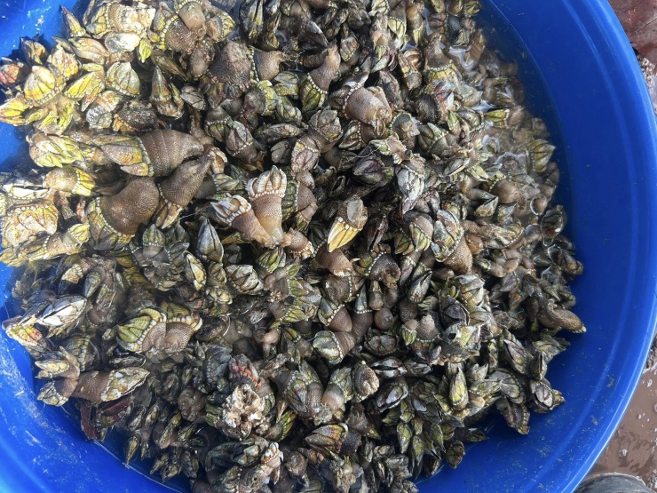 Ốc móng tay quỷ thường bám thành chùm, khoảng 3-5 con/chùm. Ảnh: Lê Hoàng Quang Nguyên