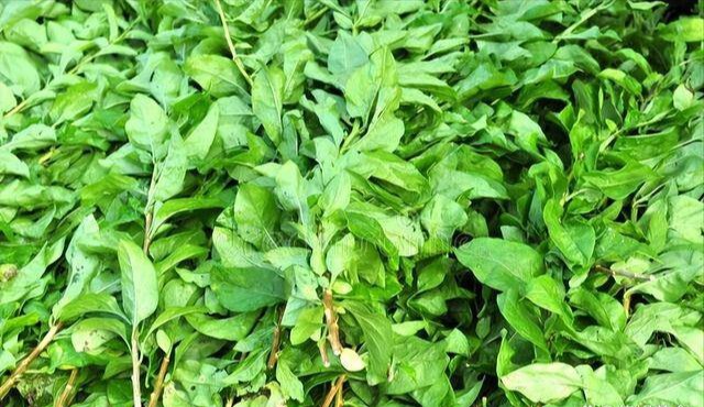 Khám Phá Loại Lá Quý Như Nhân Sâm Giúp Thải Độc Gan Và Cải Thiện Thị Lực - 3