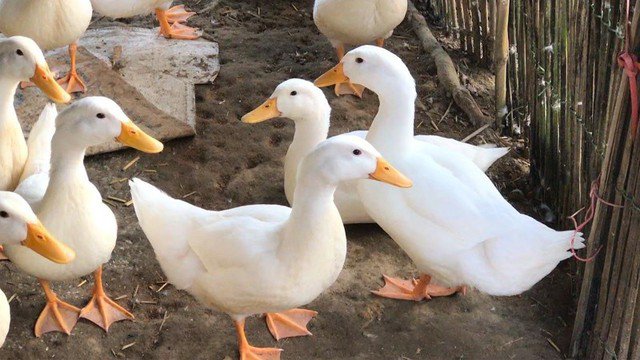 Chọn vịt là một khâu quan trọng bởi nếu chọn đúng vịt ngon, người chế biến sẽ không phải quá vất vả trong khâu làm sạch lông bởi lông măng vịt sẽ ít hơn.