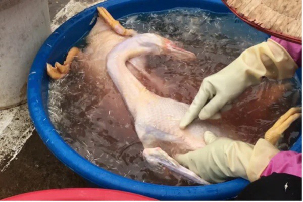 Nên nhổ lông vịt một cách tuần tự, làm sạch từng phần sau đó mới chuyển đến các vùng khác.