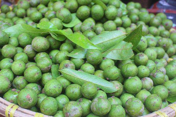 Quả sấu chứa dinh dưỡng có lợi cho sức khỏe.