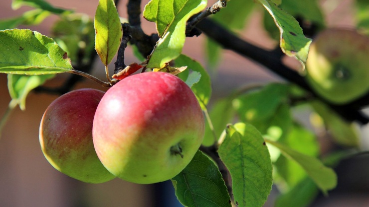 Những loại trái cây được yêu thích nhất