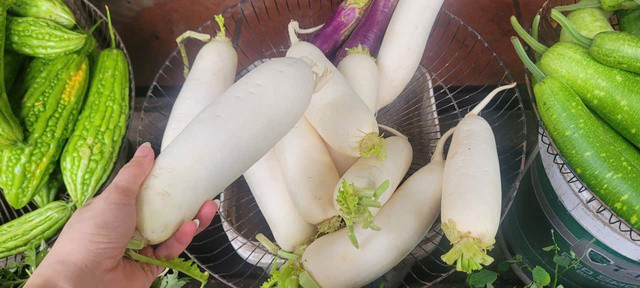 Chọn củ cải nên chọn củ vừa phải sẽ ngon hơn