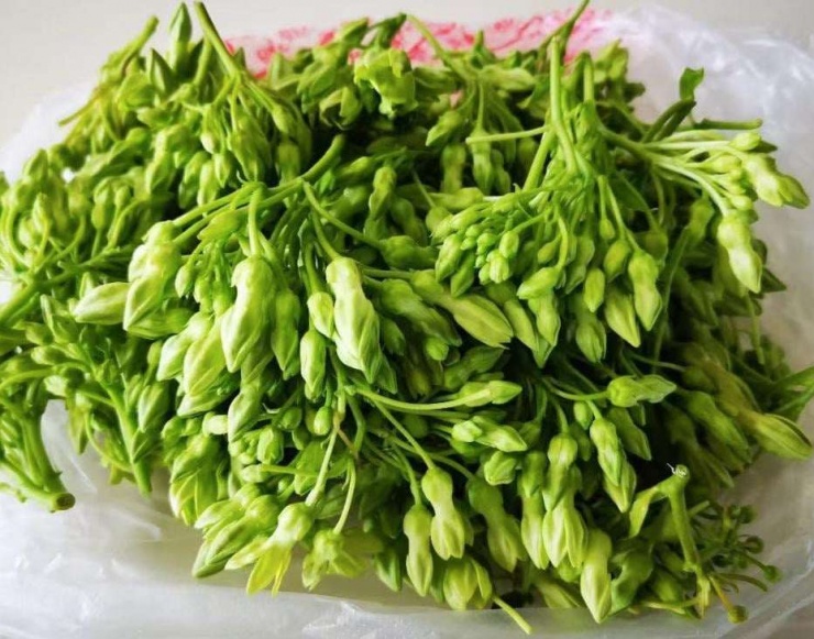 Rau Thiên Lý - Món Ăn Dân Gian Giúp Sáng Mắt và Giải Nhiệt Mùa Hè - 2