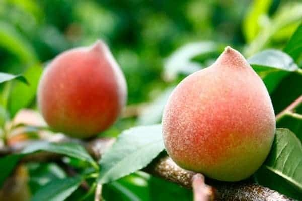 Quả đào - Thực phẩm tuyệt vời cho sức khỏe tim mạch và 2 công thức chế biến đơn giản - 2