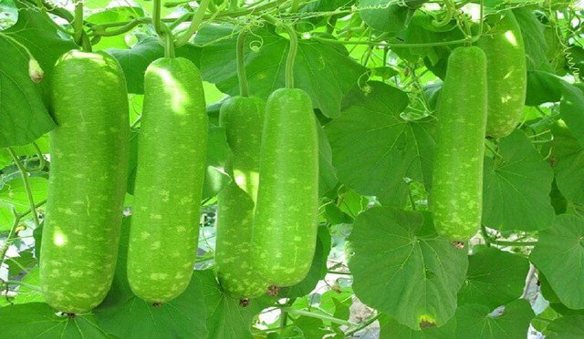 Loại quả phổ biến tại chợ Việt, giúp kiểm soát huyết áp và ổn định đường huyết với nhiều món ăn ngon miệng - 1