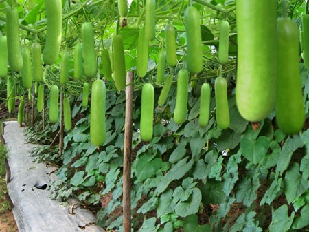 Loại quả phổ biến tại chợ Việt, giúp kiểm soát huyết áp và ổn định đường huyết với nhiều món ăn ngon miệng - 2