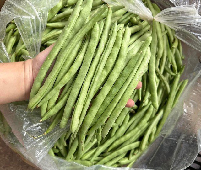 Đậu cô ve vào mùa đông