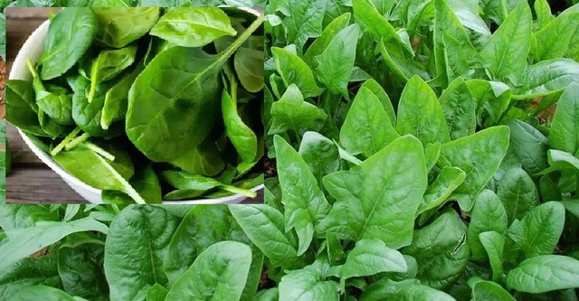 Rau chân vịt có loại lá nhọn và lá tròn.