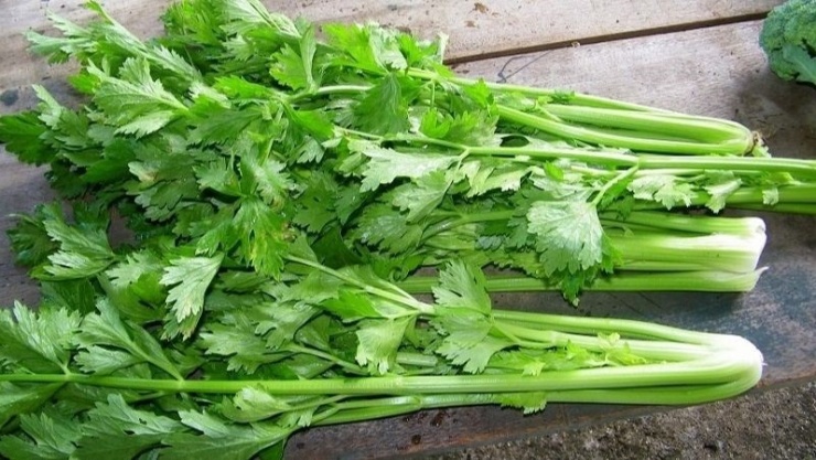 Hình ảnh cần tây