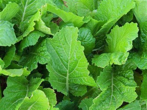 Người mắc bệnh viêm đường tiêu hóa không nên ăn rau cải xanh