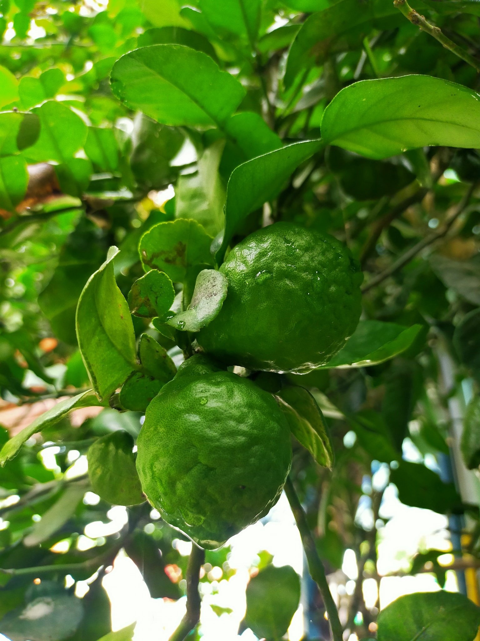 Cây đặc sản An Giang tưởng sắp tuyệt chủng, lá thơm làm nên món gà đốt trứ danh - 1