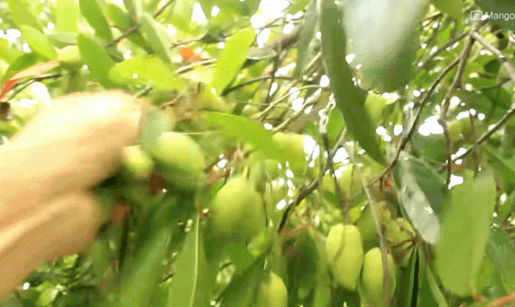 Những quả đặc sản phổ biến ở miền Tây, ra Bắc thành hàng hiếm - 4